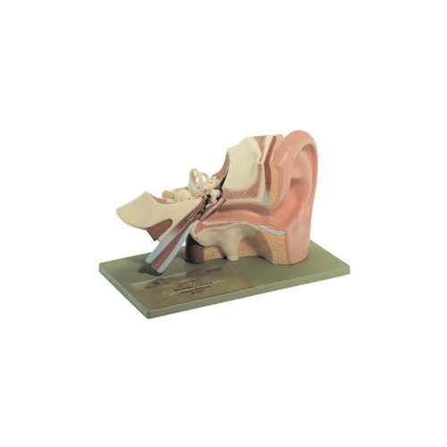 Human Ear