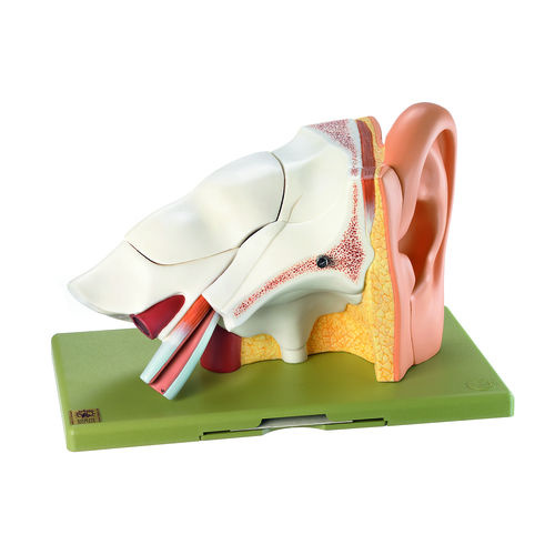 Somso Ear Model