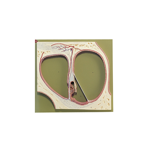 SECT THRU CENTRAL SPIRAL OF @COCHLEA