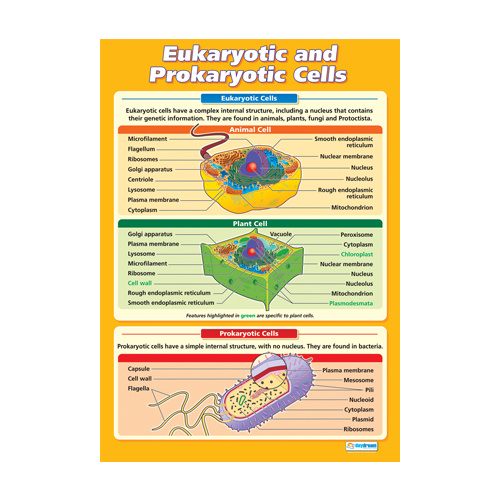 Eukaryotic & Prokaryotic Cells Poster