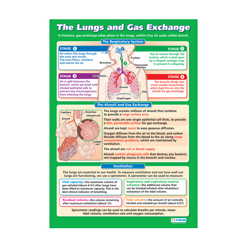 LUNGS & GAS EXCHANGE (L)
