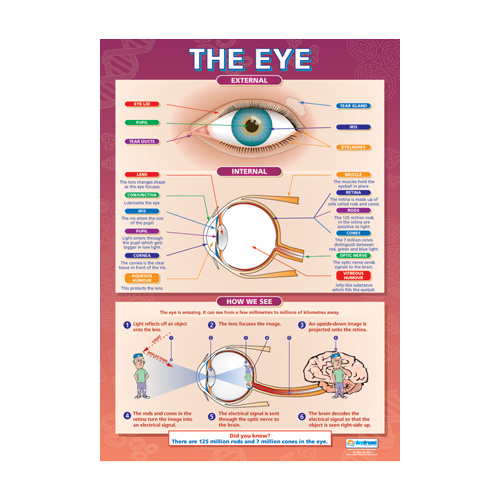 Science School Poster - The Eye