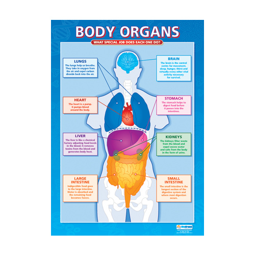 Anatomical Charts for Children - Body Organs