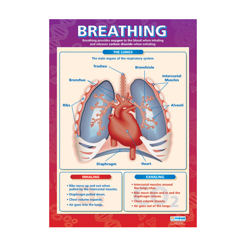 Science School Poster - Breathing
