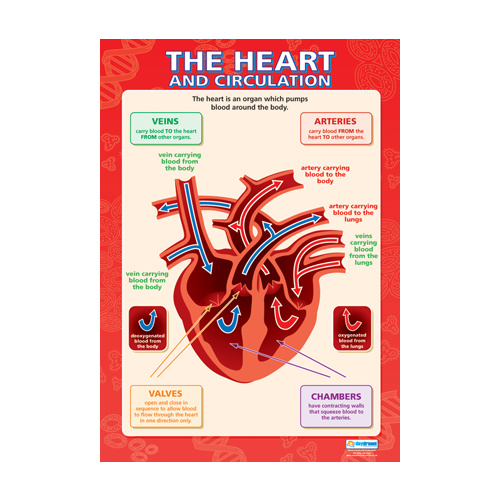 Science School Poster - The Heart and Circulation