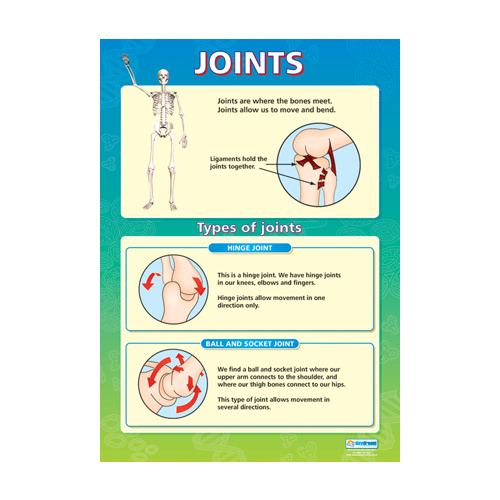 Anatomical Charts for Children- Joints