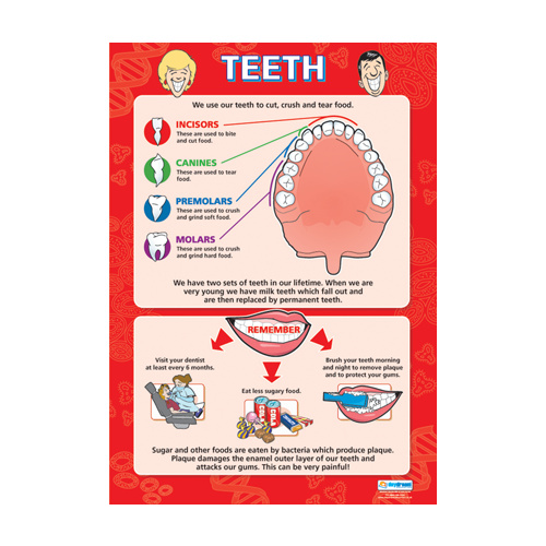 Anatomical Charts for Children- Teeth