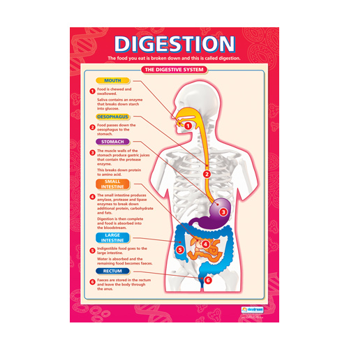 Science School poster - Digestion
