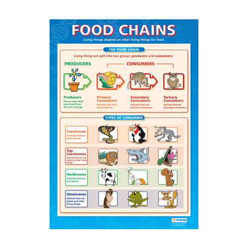 Science School Poster - Food Chains