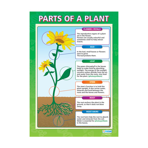 Science School Poster-  Parts of a Plant