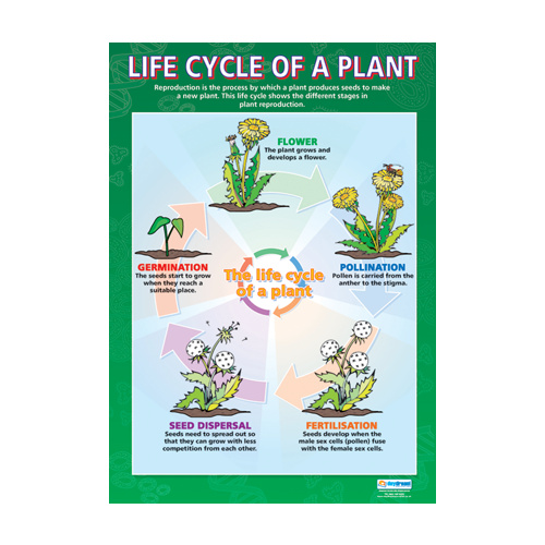 science school poster life cycle of a plant school science posters