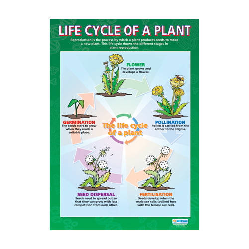 Science School Poster-  Life Cycle of a Plant
