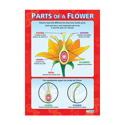 Science School Poster-  Parts of a Flower