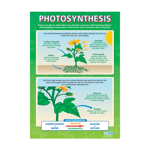 Science School Poster - Photosynthesis