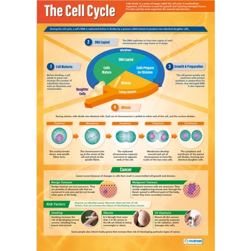 The Cell Cycle Poster