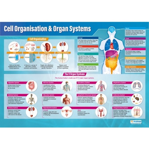 Cell Organisation & Organ Systems Poster