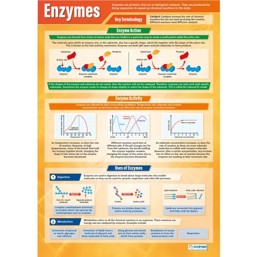 Enzymes Poster