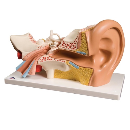 Anatomical Ear Model 4-Part