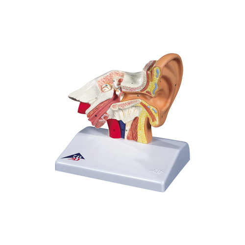 Desktop Anatomical Ear Model, 1.5x Life Size