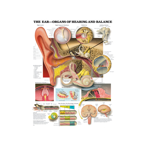 Anatomical Chart- The Ear Organs of Hearing and Balance 