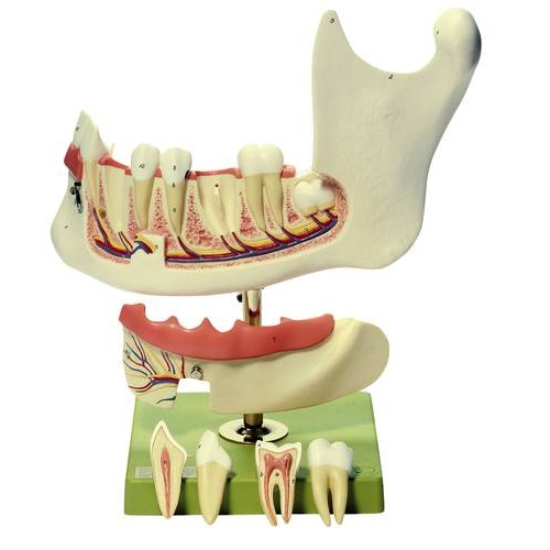 Lower Jaw of an 18-Year-Old