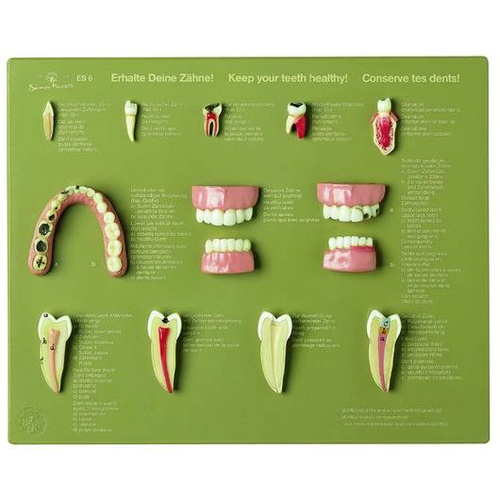 Case of Teeth â€œKeep Your Teeth Healthyâ€