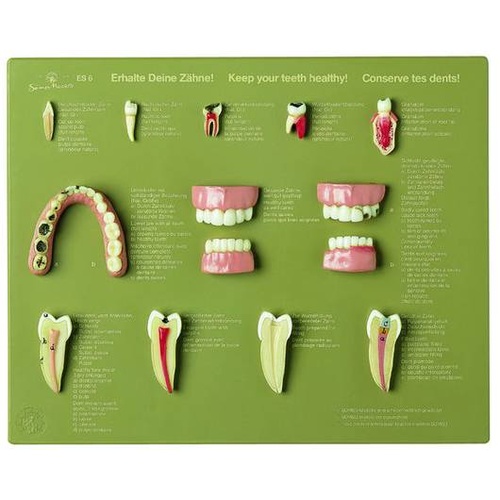 Case of Teeth “Keep Your Teeth Healthy”