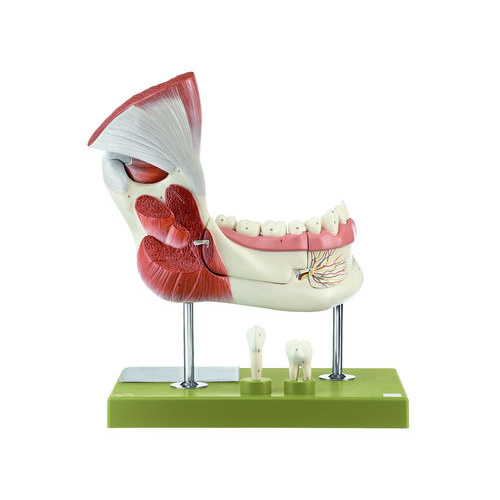 Right Lower Jaw with Muscles