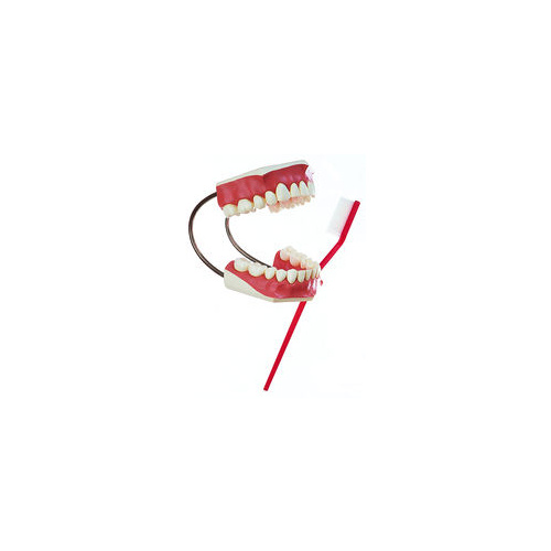 Model of a Set of Teeth
