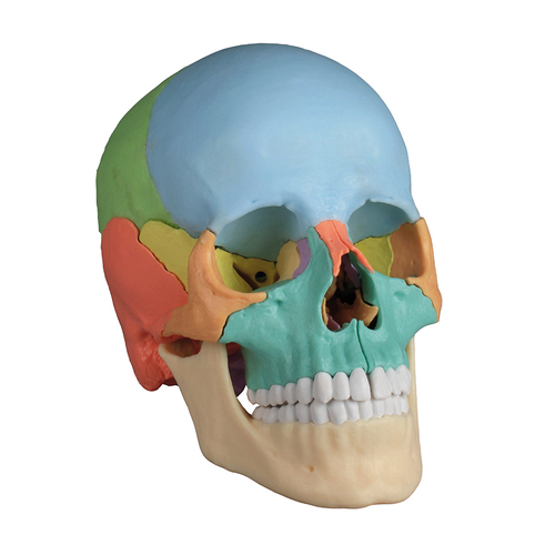 Osteopathic Skull Model, 22 part, Didactic Version