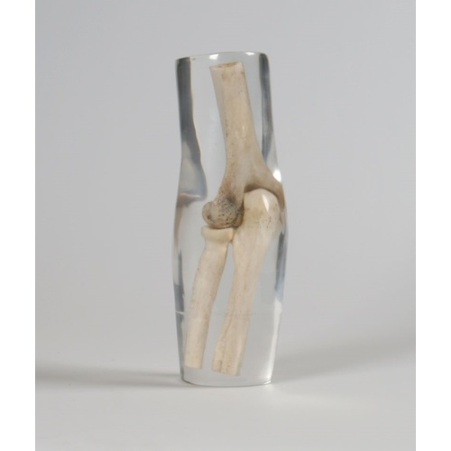 X-Ray Phantom Elbow, Transparent