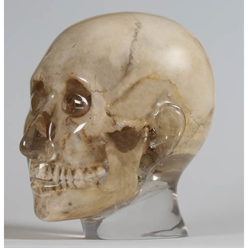 X-ray Phantom Head, Transparent