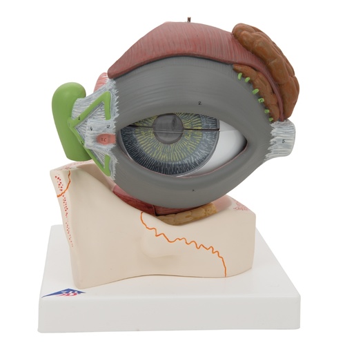 Anatomical Models about Giant Eye with Eyelid