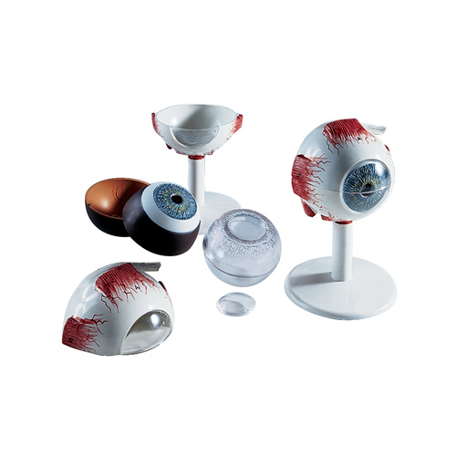 Human Eye Model, 6 part