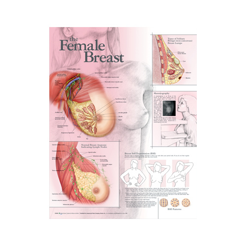 Anatomical Chart- Female Breast