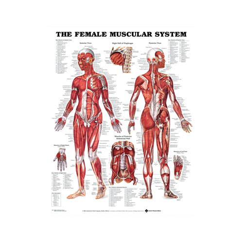 Human Body Muscle Anatomy System Poster Anatomical Chart Educational