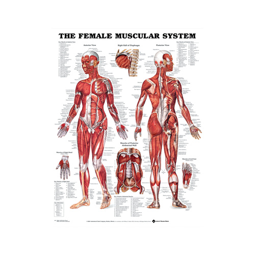 Anatomical Female Muscular System Chart