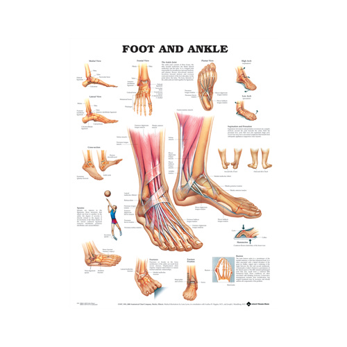 Foot and Ankle Chart