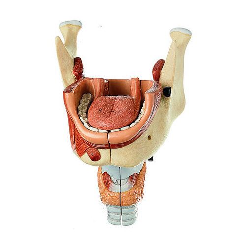 Tongue with Lower Jaw and Larynx
