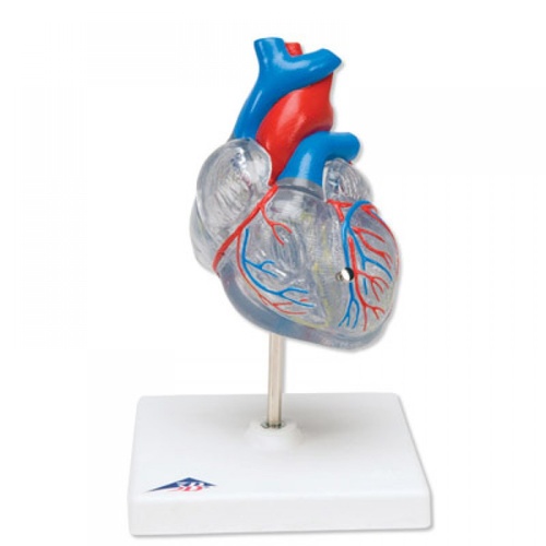 Anatomical Model- Classic Heart with Conducting System, 2 part