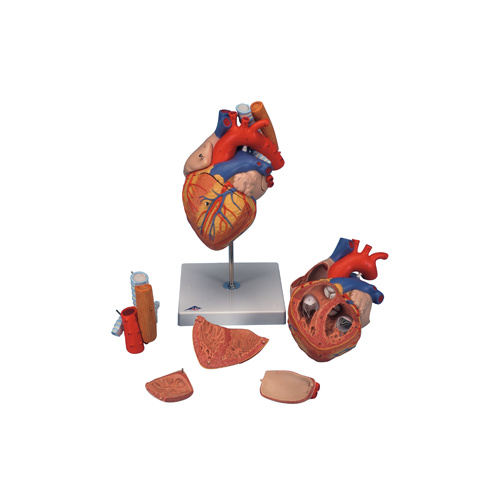 Anatomical Models about Heart, Oesophagus & Trachea