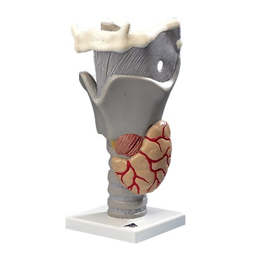 Anatomical Model - Functional Larynx (3B Scientific)