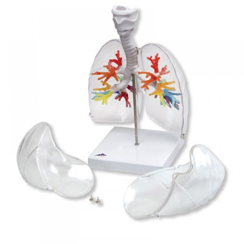 Anatomical Model- CT Bronchial Tree with Larynx and Transparent Lungs