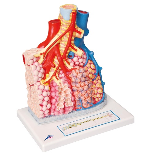 Pulmonary Lobule with Surrounding Blood Vessels