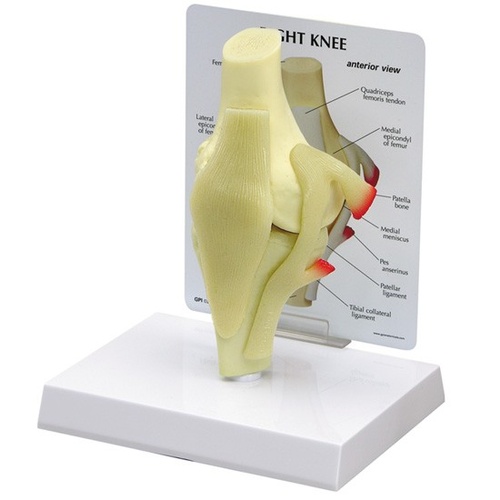 Clinic Demonstration with Ligament Kids Learning Education Display Tool Life Size for Medical Teaching Learning Human Functional Knee Joint Model 