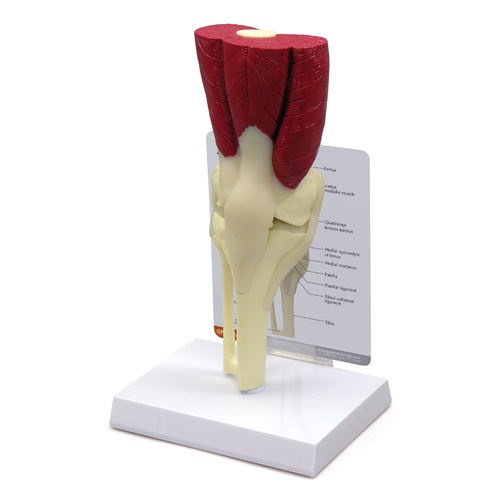 Anatomical Model- Muscled Knee
