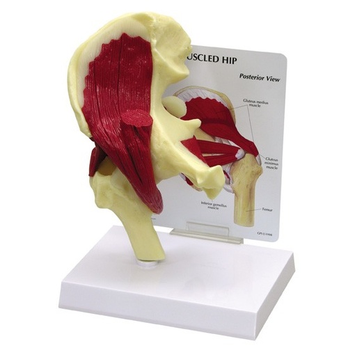 Anatomical Model- Muscled Hip