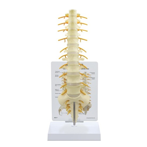 Anatomical Model- Sacrum T8 Spine
