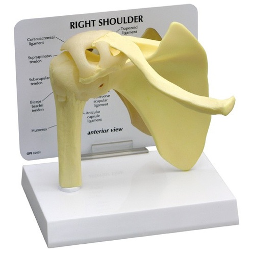 Anatomical Model- Basic Shoulder