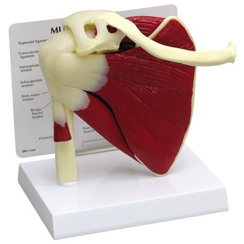 Anatomical Model- Muscled Shoulder